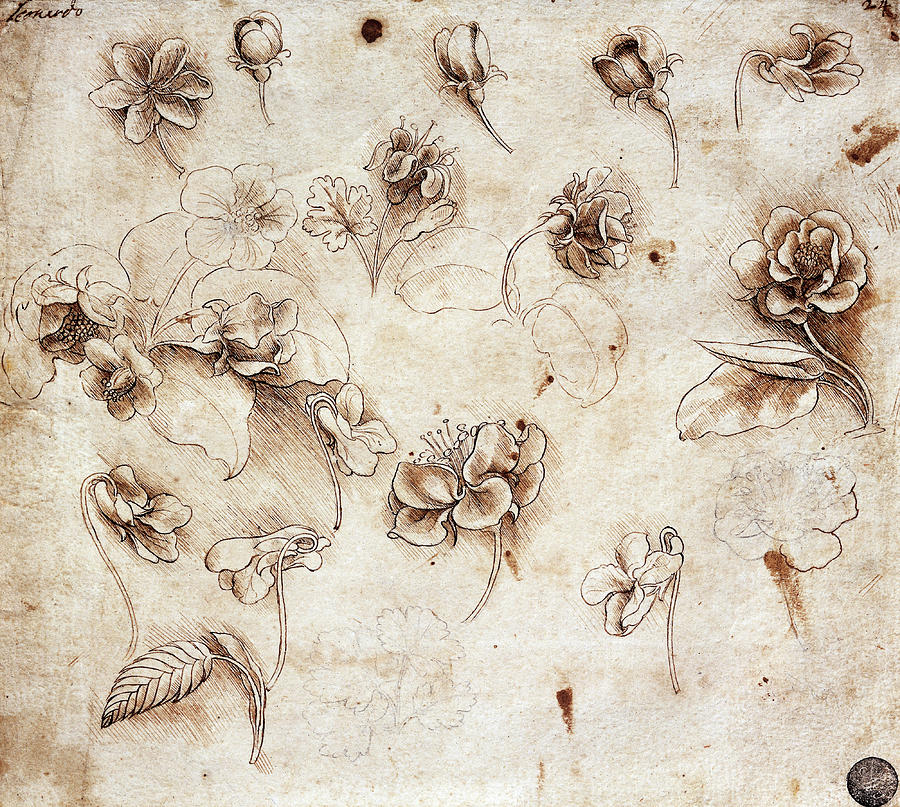 flowers-leonardo-da-vinci
